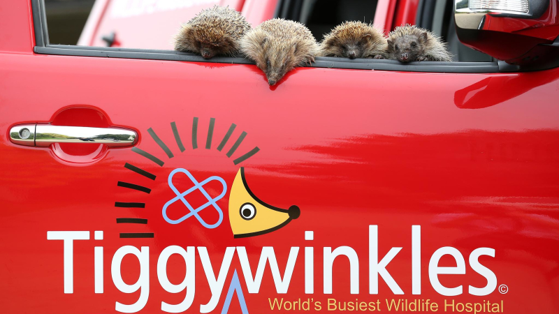 Illustration for article titled Tiggywinkles To The Rescue With New Hilux Ambulance